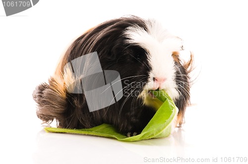 Image of guinea pig isolated on the white background. coronet