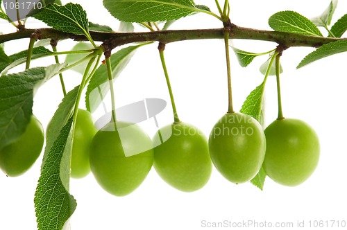 Image of growing green plums isolated on the white