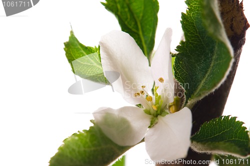 Image of detail of branch Apple tree at spring time 