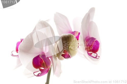 Image of White orchid on white