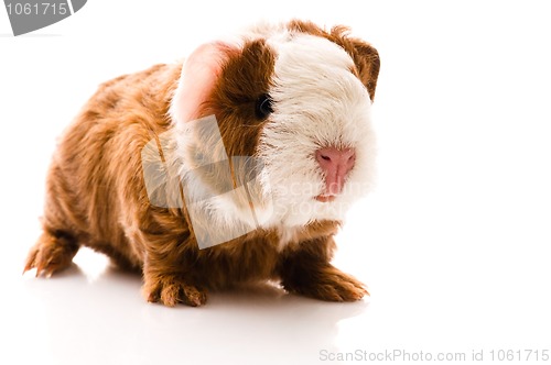 Image of newborn guinea pig