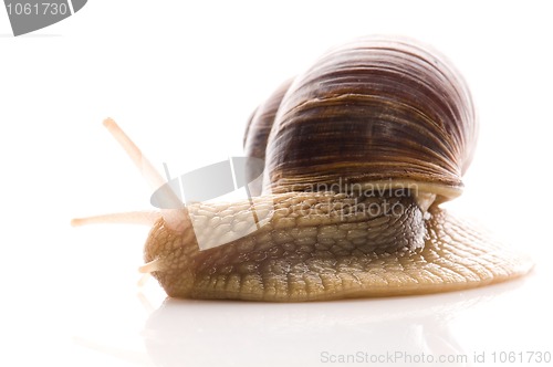 Image of Snail