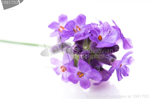 Image of lavender flower on the white background