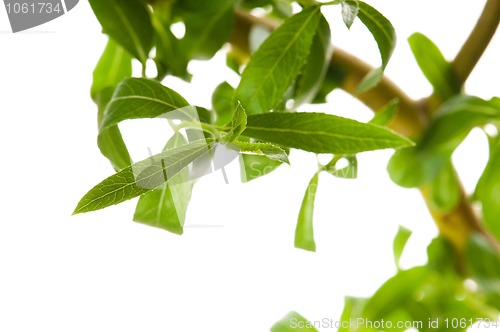 Image of Tree branch with leaves isolated on white 