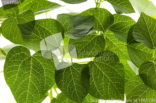 Image of growing plants. beans