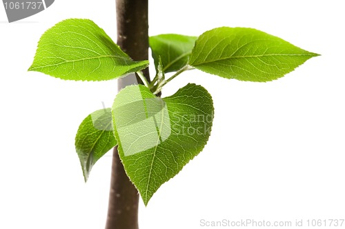 Image of Tree branch with leaves isolated on white 
