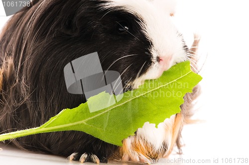 Image of guinea pig isolated on the white background. coronet