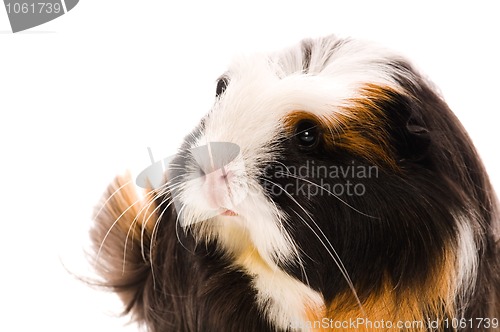 Image of guinea pig isolated on the white background. coronet