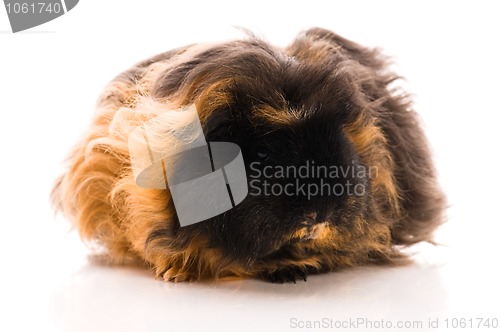 Image of guinea pig isolated on the white background. marino