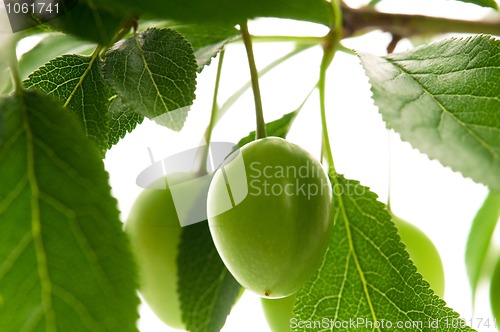 Image of growing green plums isolated on the white