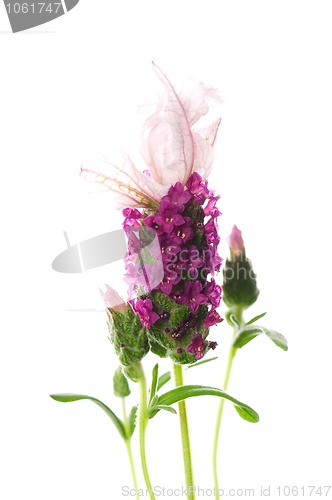 Image of lavender flower on the white background