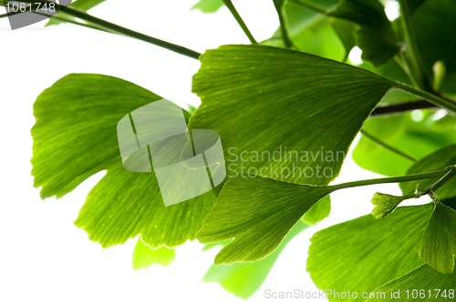 Image of Ginkgo biloba green leaf isolated on white background 