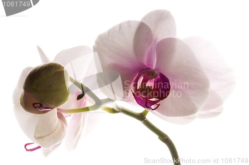 Image of White orchid on white