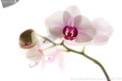 Image of White orchid on white