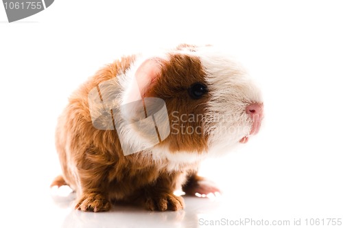 Image of newborn guinea pig