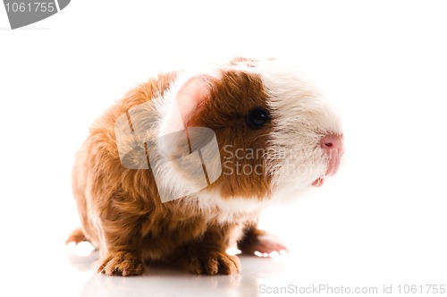 Image of newborn guinea pig