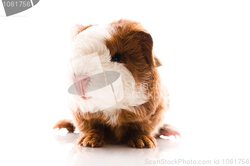 Image of newborn guinea pig