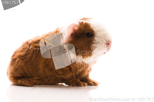 Image of newborn guinea pig