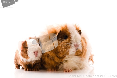 Image of guinea pigs on the white