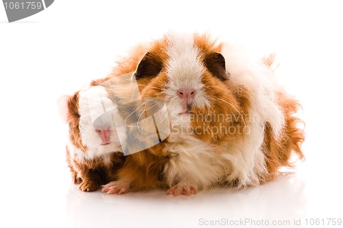 Image of guinea pigs on the white