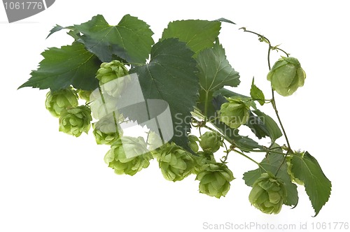 Image of Detail of hop cone and leaves on white background 