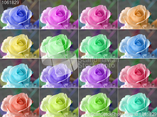 Image of Popart roses