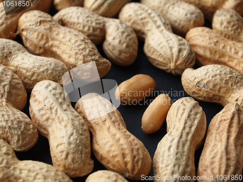 Image of Peanut