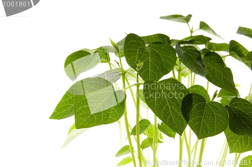 Image of growing plants. beans