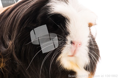 Image of guinea pig isolated on the white background. coronet