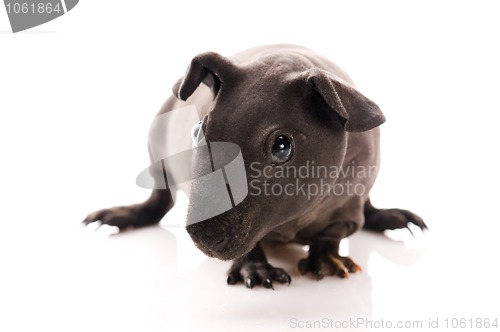 Image of skinny guinea pig isolated on the white background