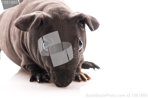 Image of skinny guinea pig isolated on the white background