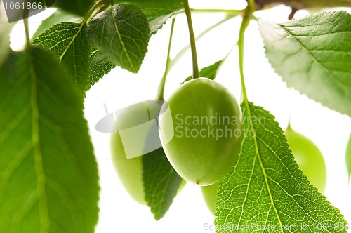 Image of growing green plums isolated on the white