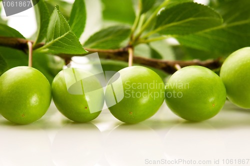 Image of growing green plums isolated on the white