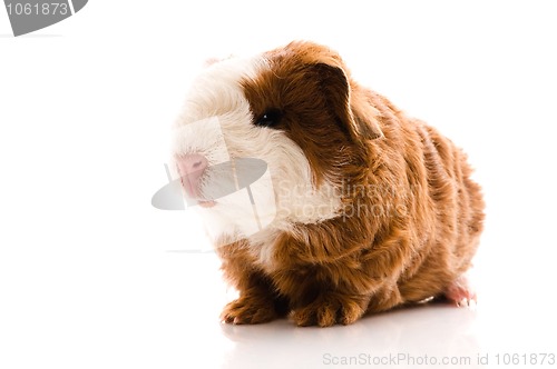 Image of newborn guinea pig