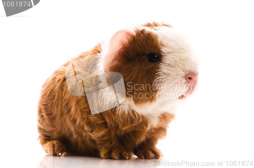 Image of newborn guinea pig