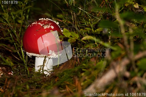 Image of fly agaric