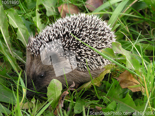 Image of hedgehog in the grass