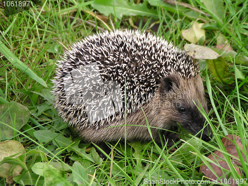 Image of hedgehog in the grass