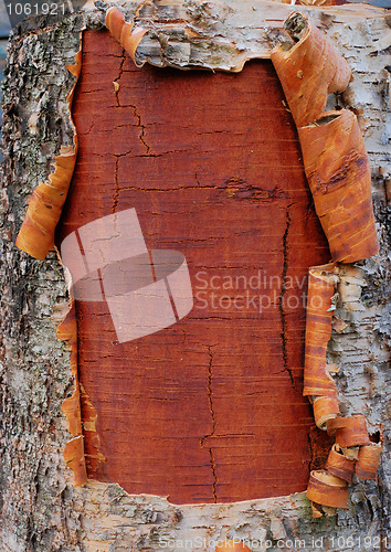 Image of bark of a birch tree