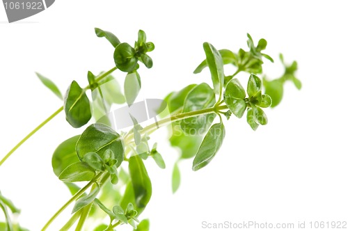 Image of Fresh leafs of thyme herbs on a white background 