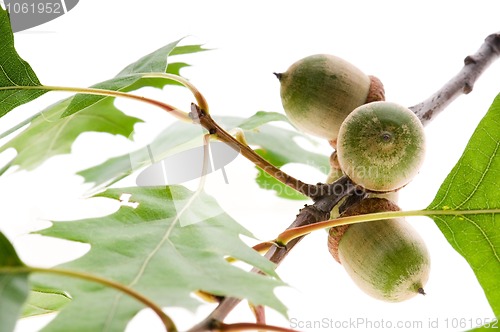 Image of Oak Branch with Acorns isolated on white 