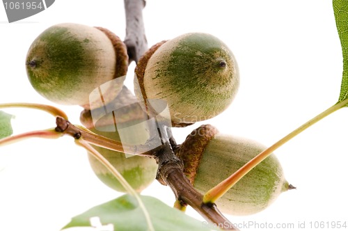 Image of Oak Branch with Acorns isolated on white 