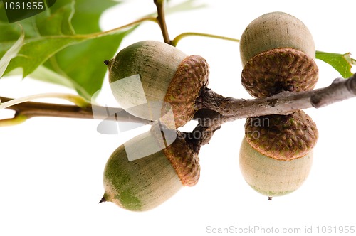 Image of Oak Branch with Acorns isolated on white 