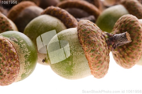 Image of Acorns isolated on white 
