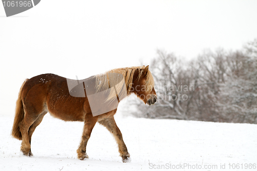 Image of Horse in snow