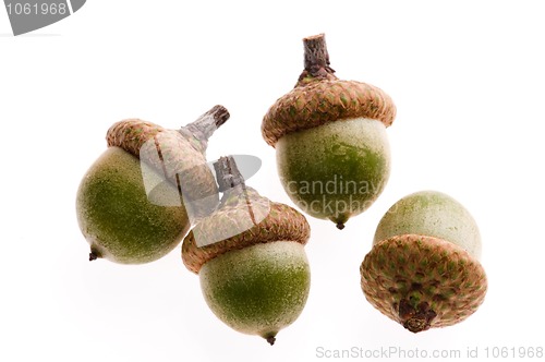 Image of Acorns isolated on white 