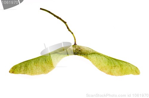 Image of sycamore seeds on white background 