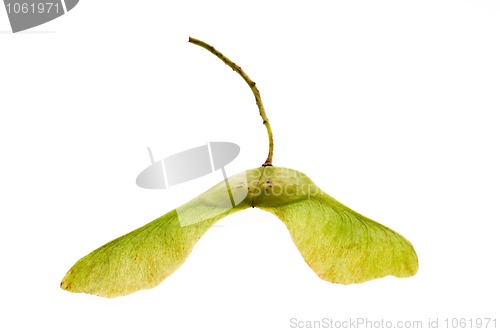 Image of sycamore seeds on white background 