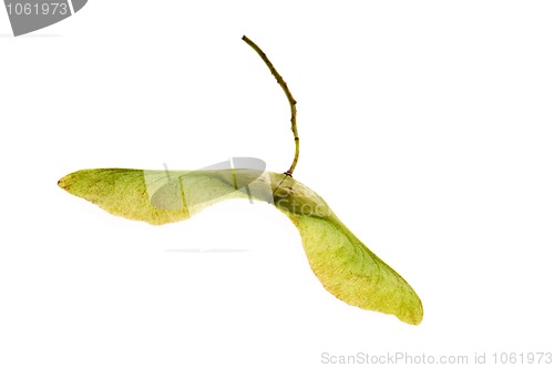 Image of sycamore seeds on white background 