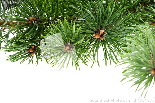 Image of pine branch isolated on the white background